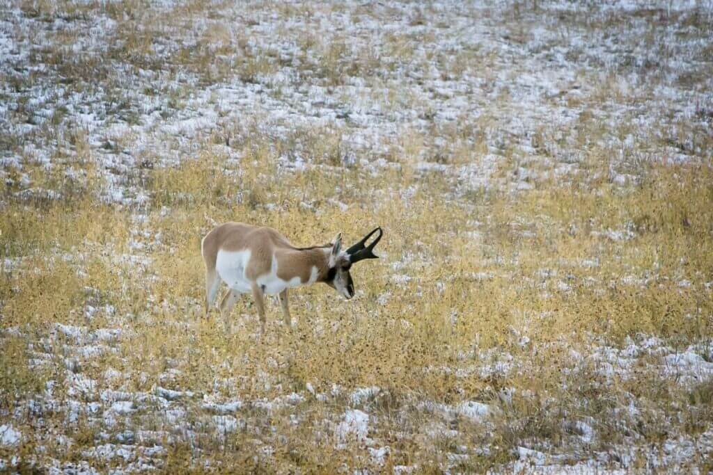 Preparing For The Elements On A Wyoming Antelope Hunt