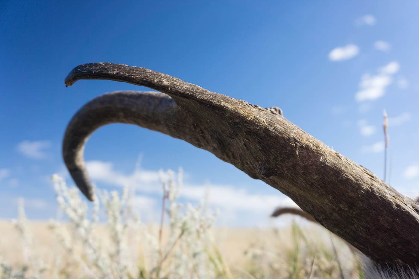 Hunting Antelope in Wyoming
