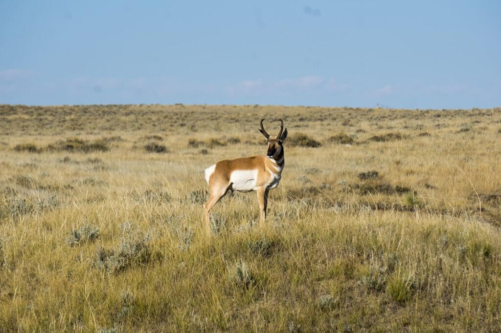 Wyoming Antelope