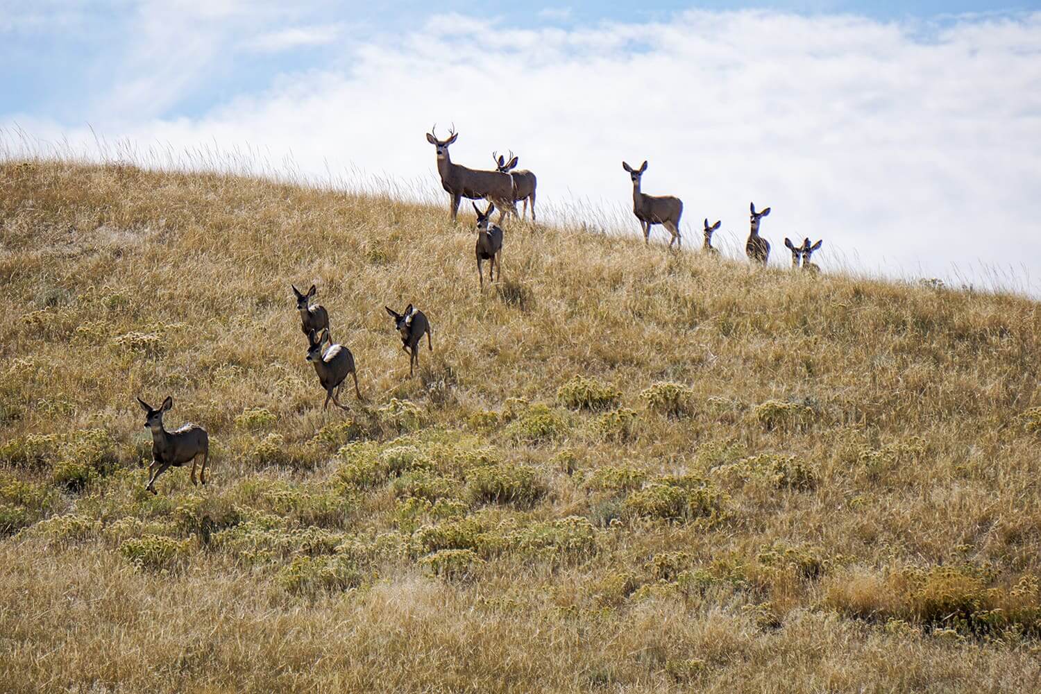 Mule Deer in Wyoming