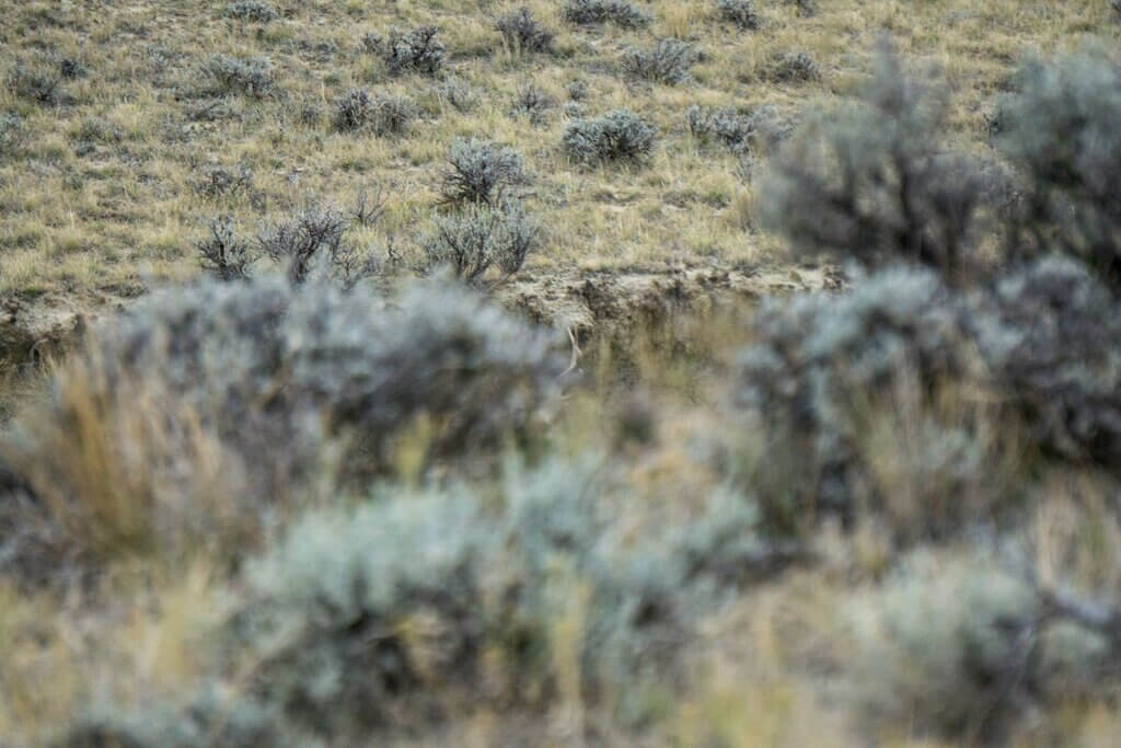 Mule Deer in the Sage Brush