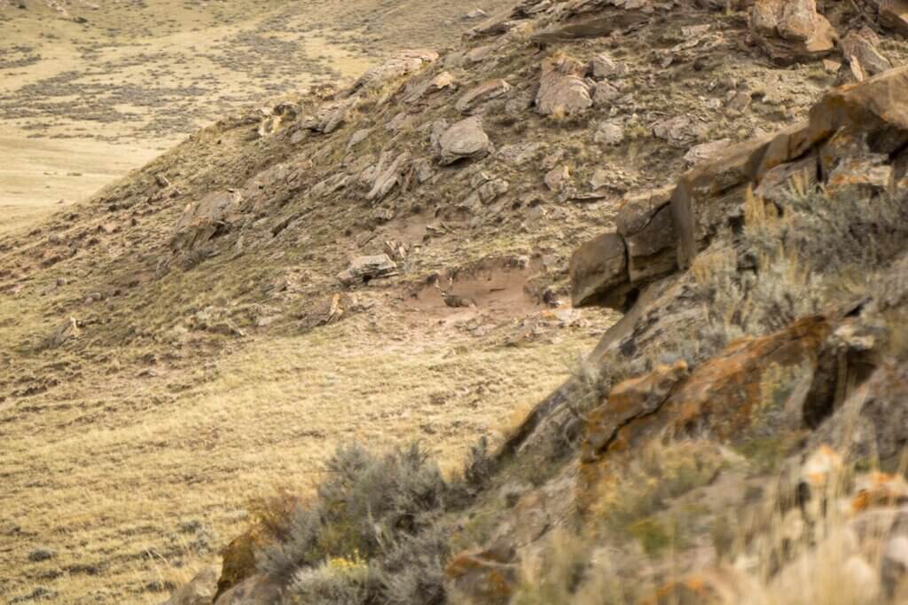 Spot and Stalk Mule Deer Hunt