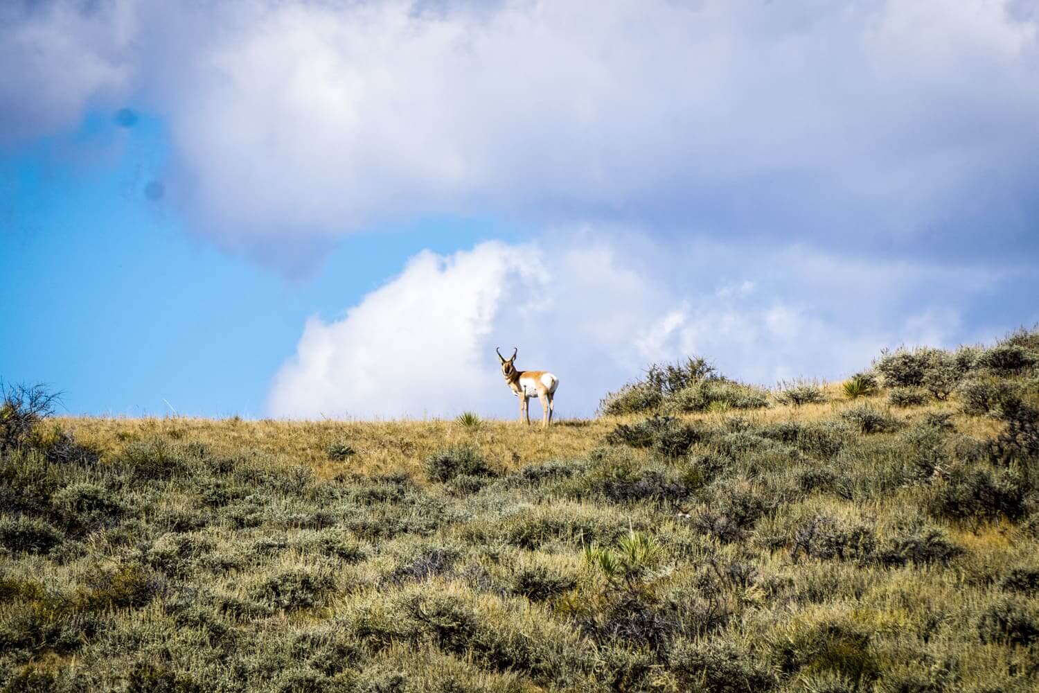 Antelope Hunt
