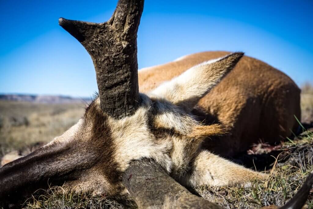 Archery Antelope Hunt