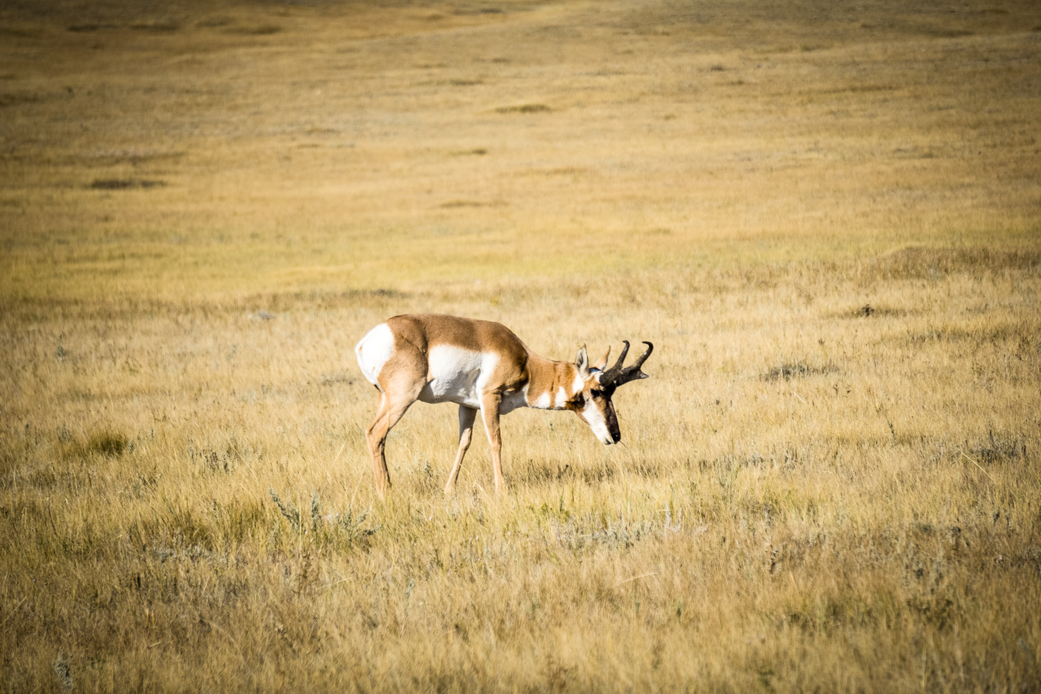 Archery Antelope Hunting