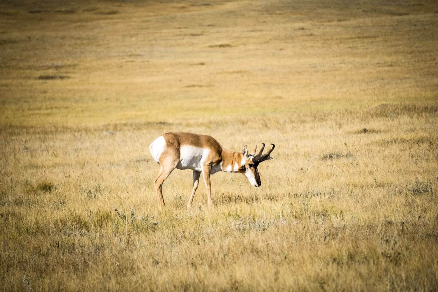 Archery Antelope Hunting