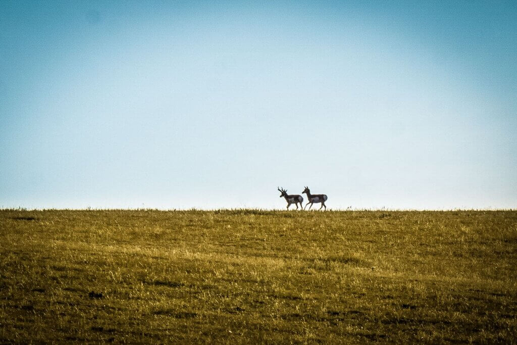 Hunting Antelope in Wyoming