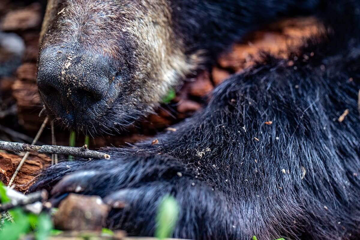 Spring Bear Hunt in Idaho