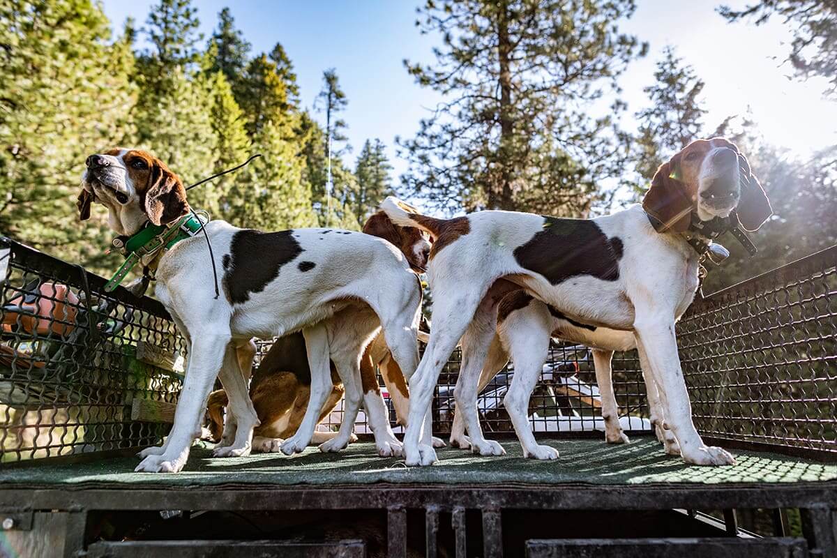 Spring Black Bear hunting with Hounds