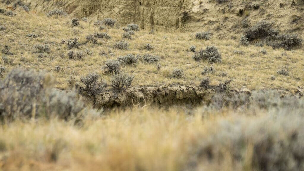 Wyoming Mule Deer Hunt