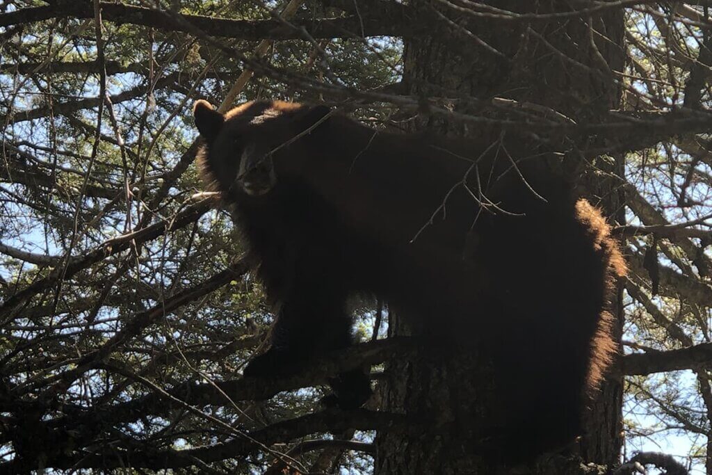 Guided Spring Bear Hunt