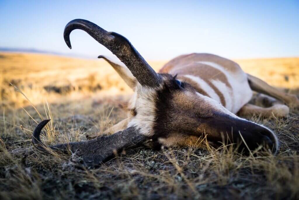 Apply For A Wyoming Deer Or Antelope Hunt