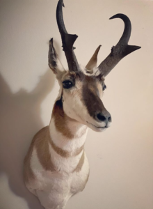 Find a Taxidermist for Your Wyoming Hunt