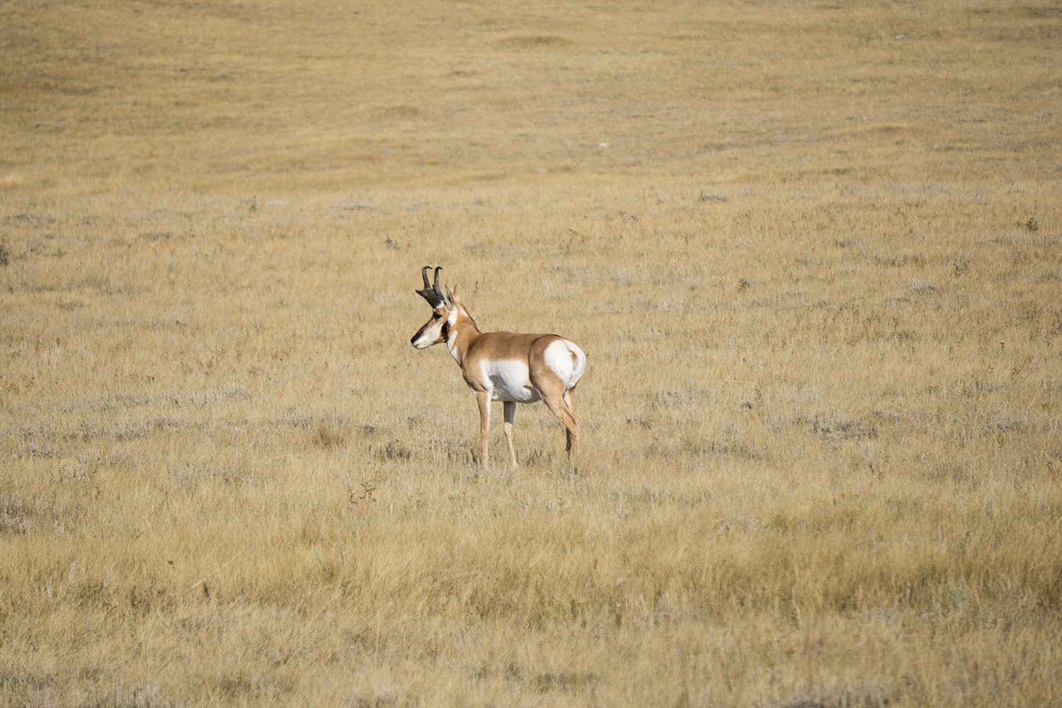 Quick Tips For Field Judging Antelope