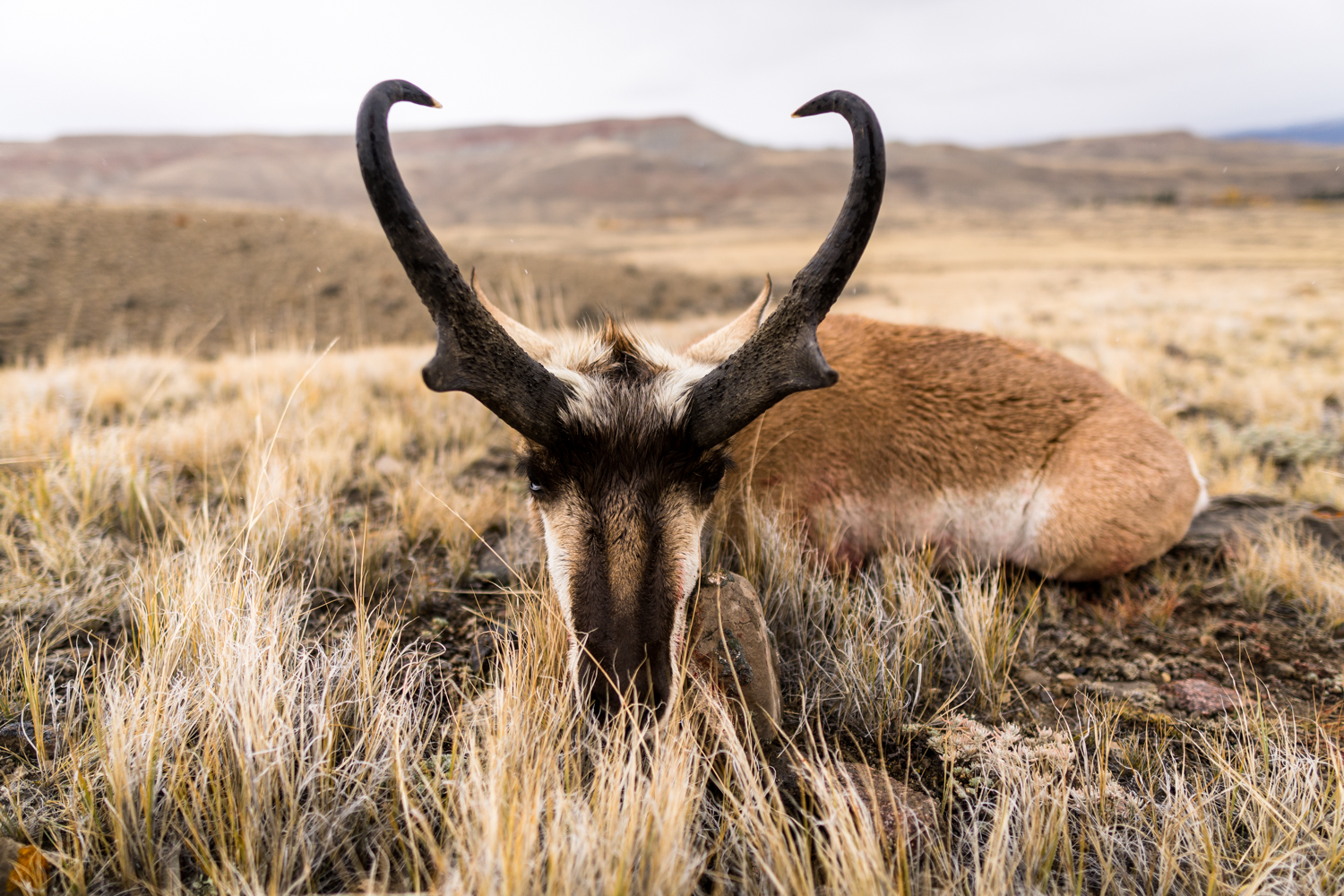 It's Time To Apply For A Wyoming Deer Or Antelope Hunt