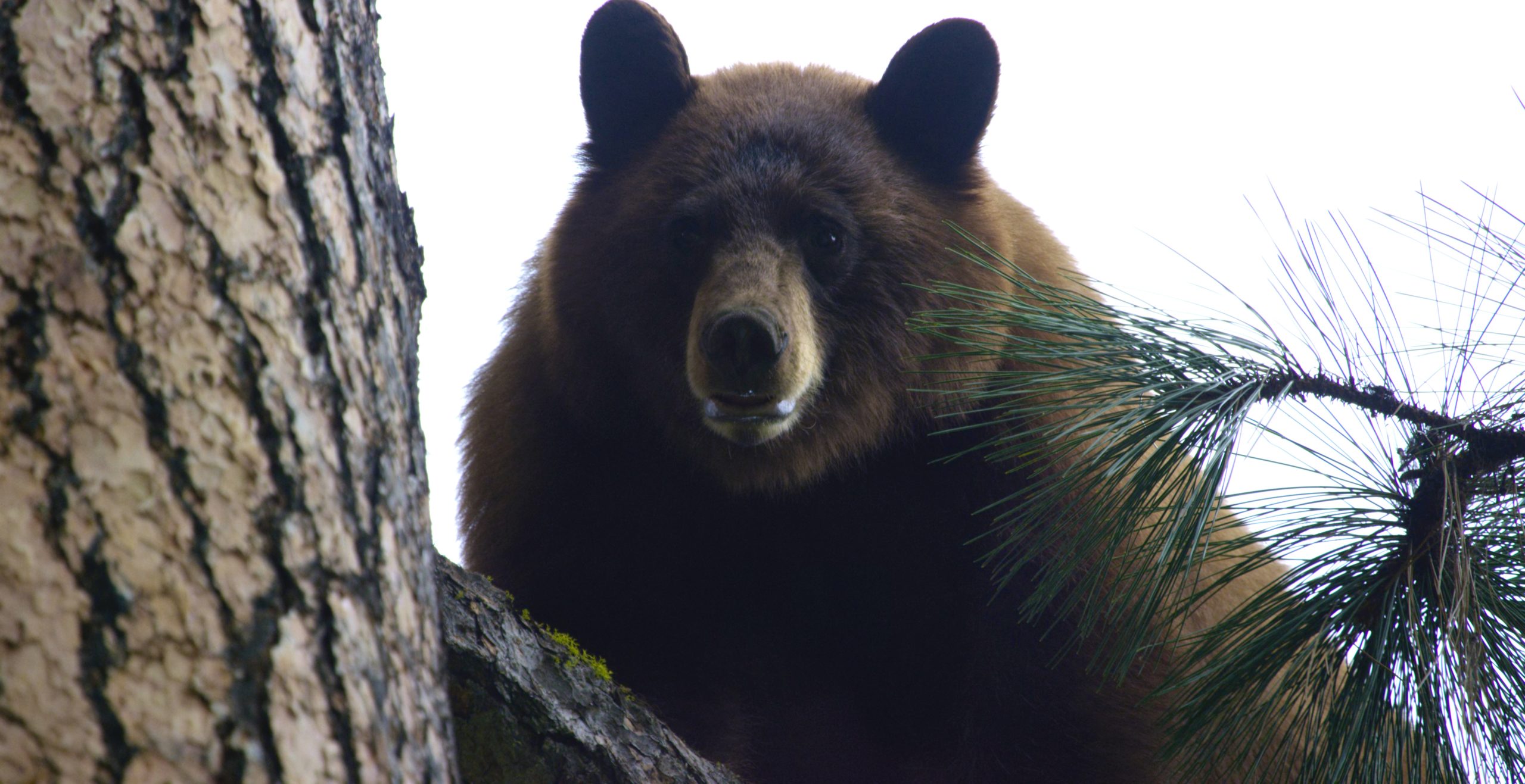 Broadheads for Spring Black Bear Hunting