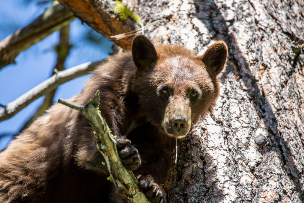 Broadheads for a Spring Black Bear Hunt