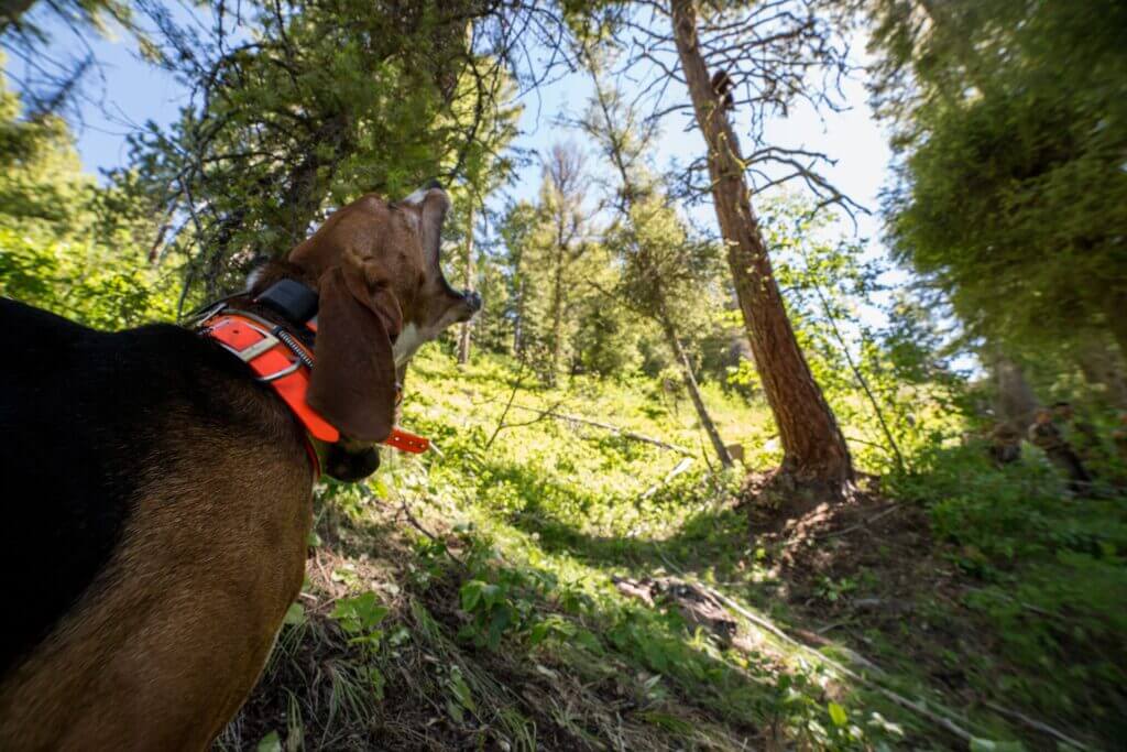 Spring Black Bear Hunt with Hounds