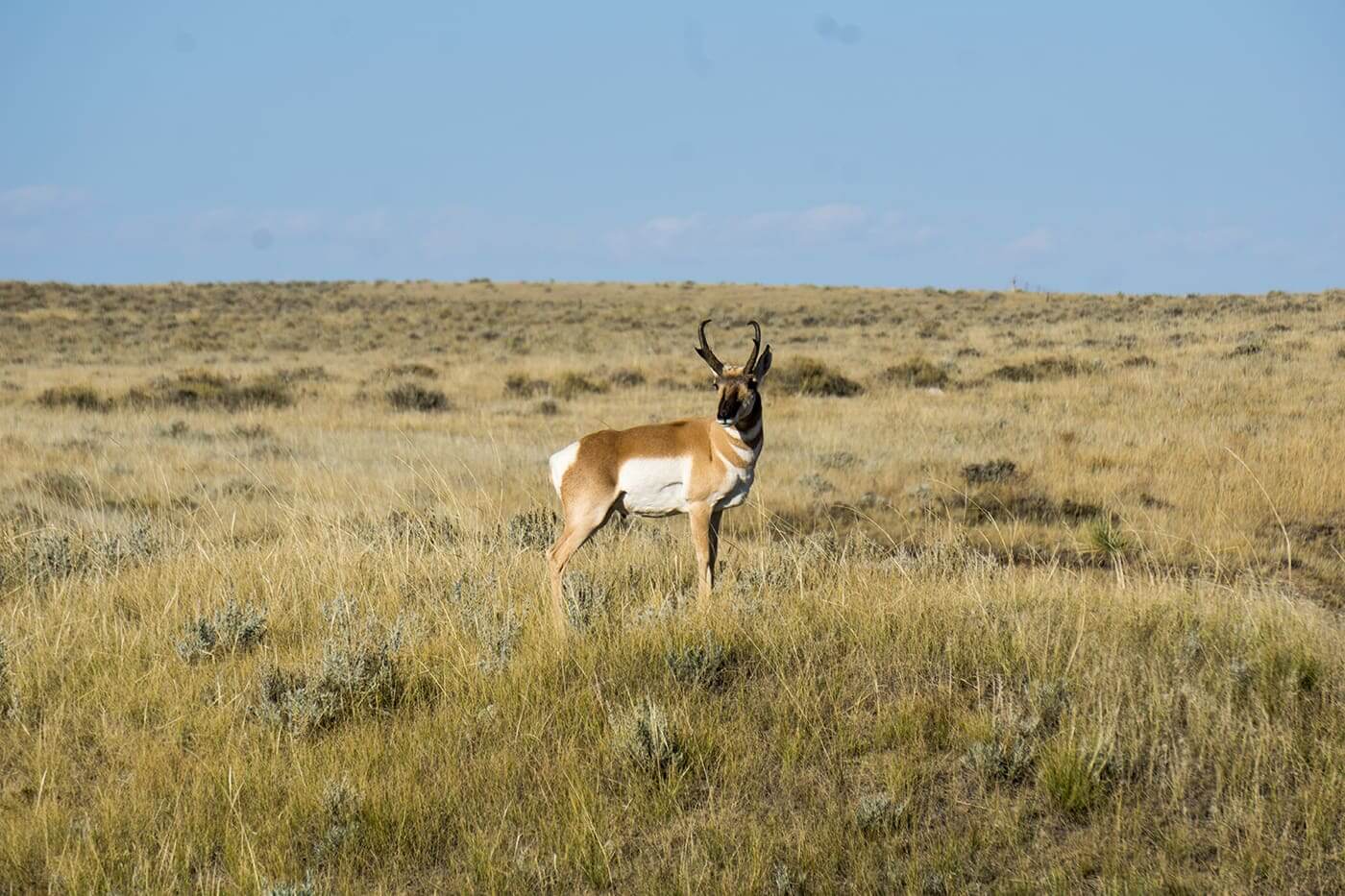 Antelope Deadline Approaching: 3 Reasons To Book Your Hunt Now!