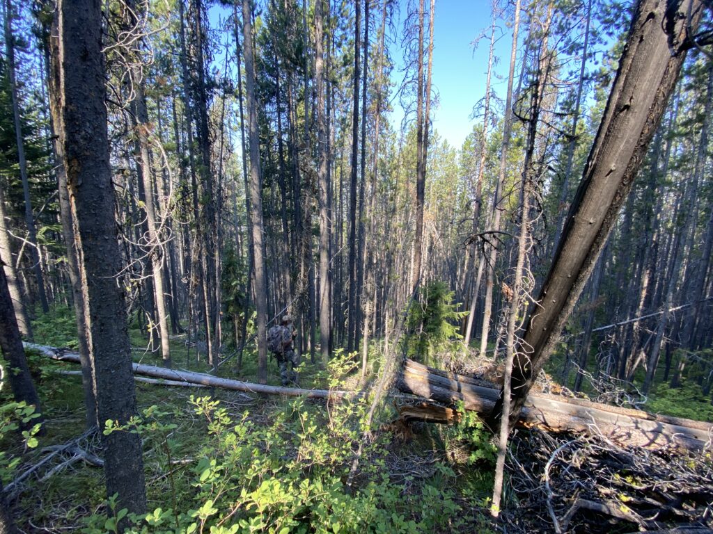 The Truth About Diy Public Land Western Bowhunting