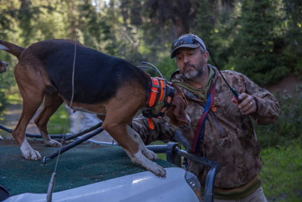 The Sound Of The Hounds