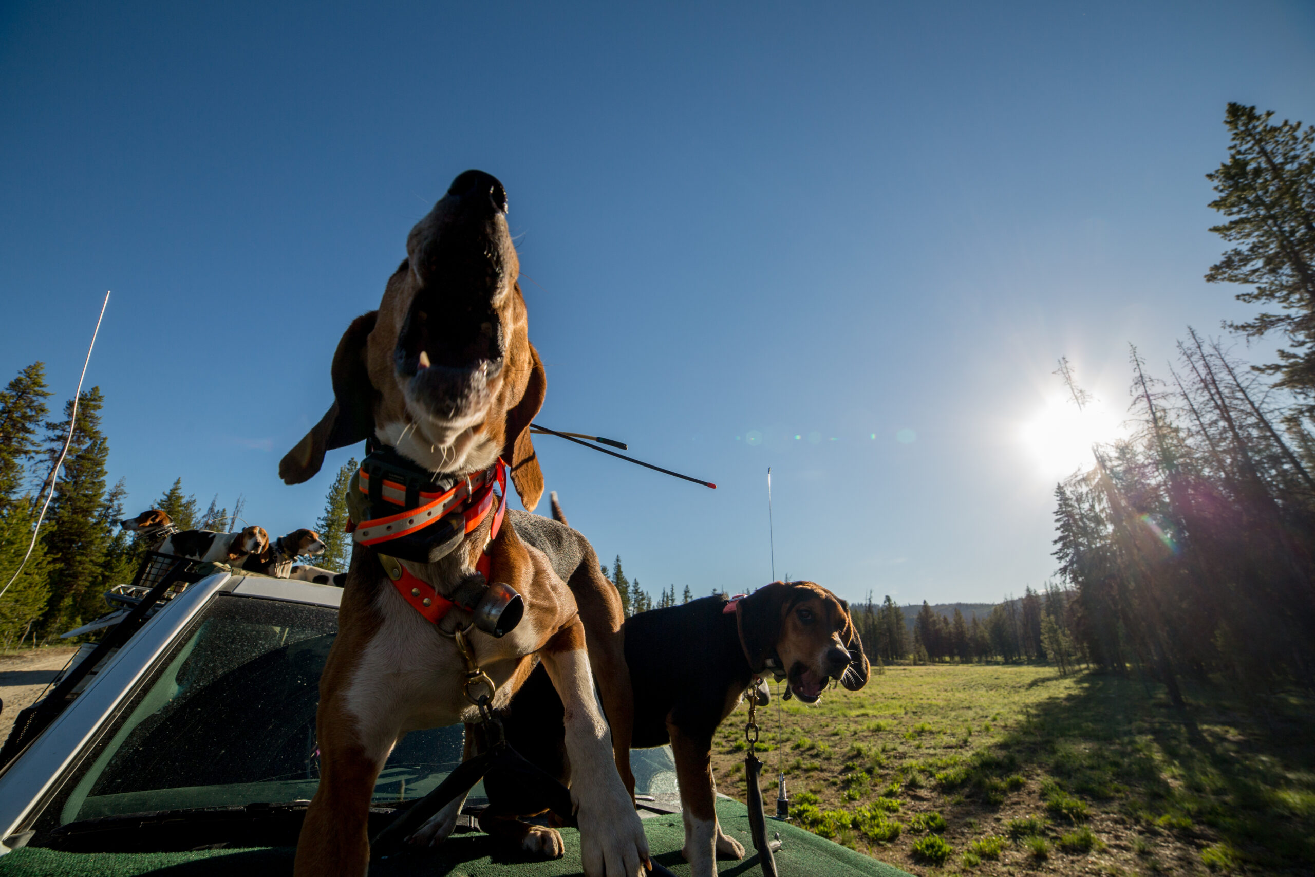 The Sound Of The Hounds