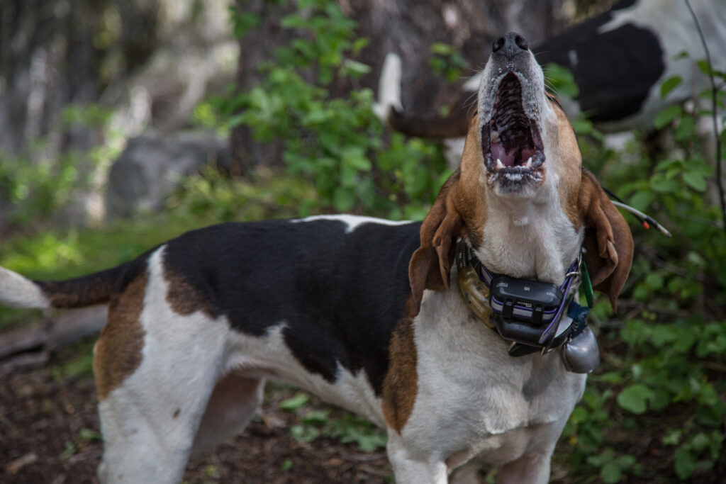 The Sound Of The Hounds