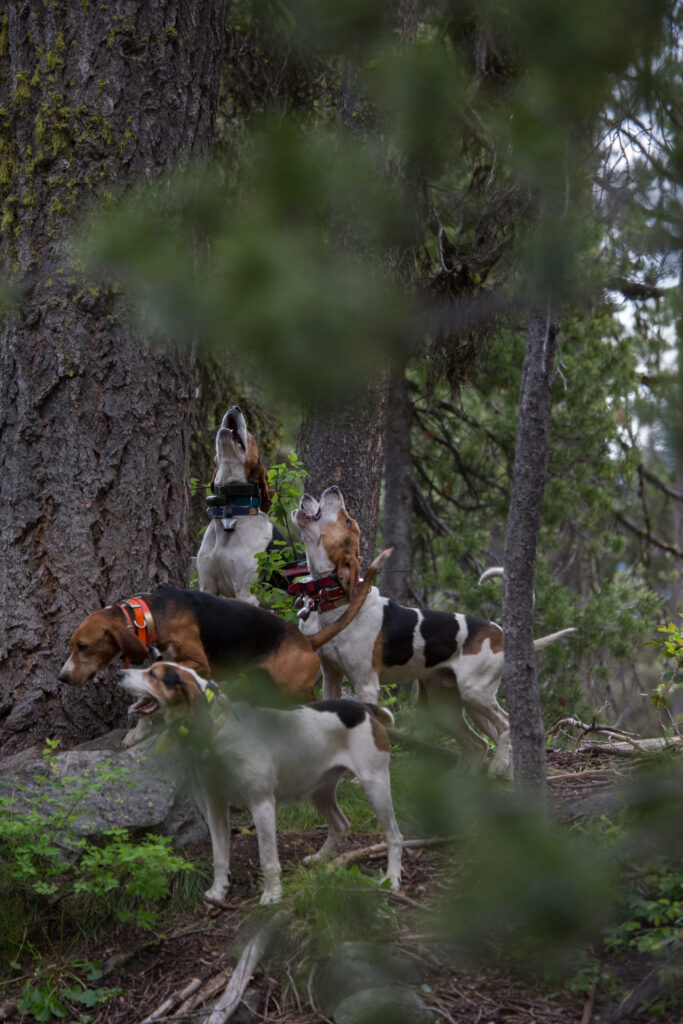 The Sound Of The Hounds