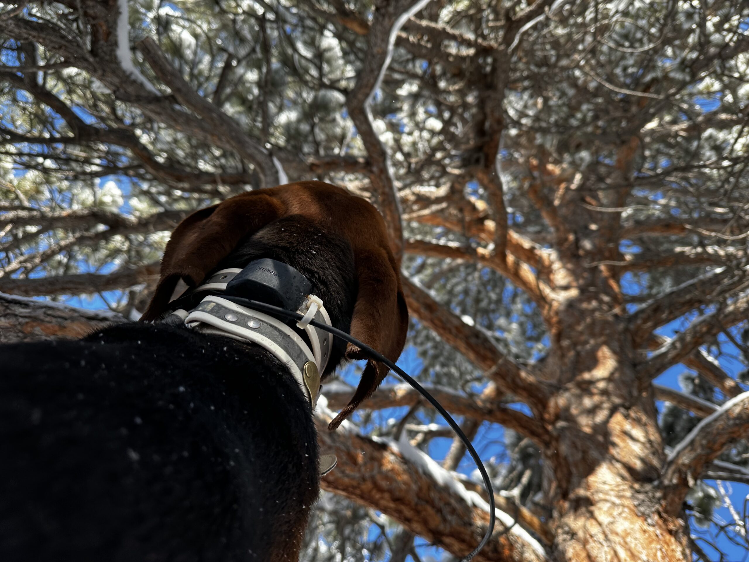 Bear Hunting Breakdown: Answers To Common Questions