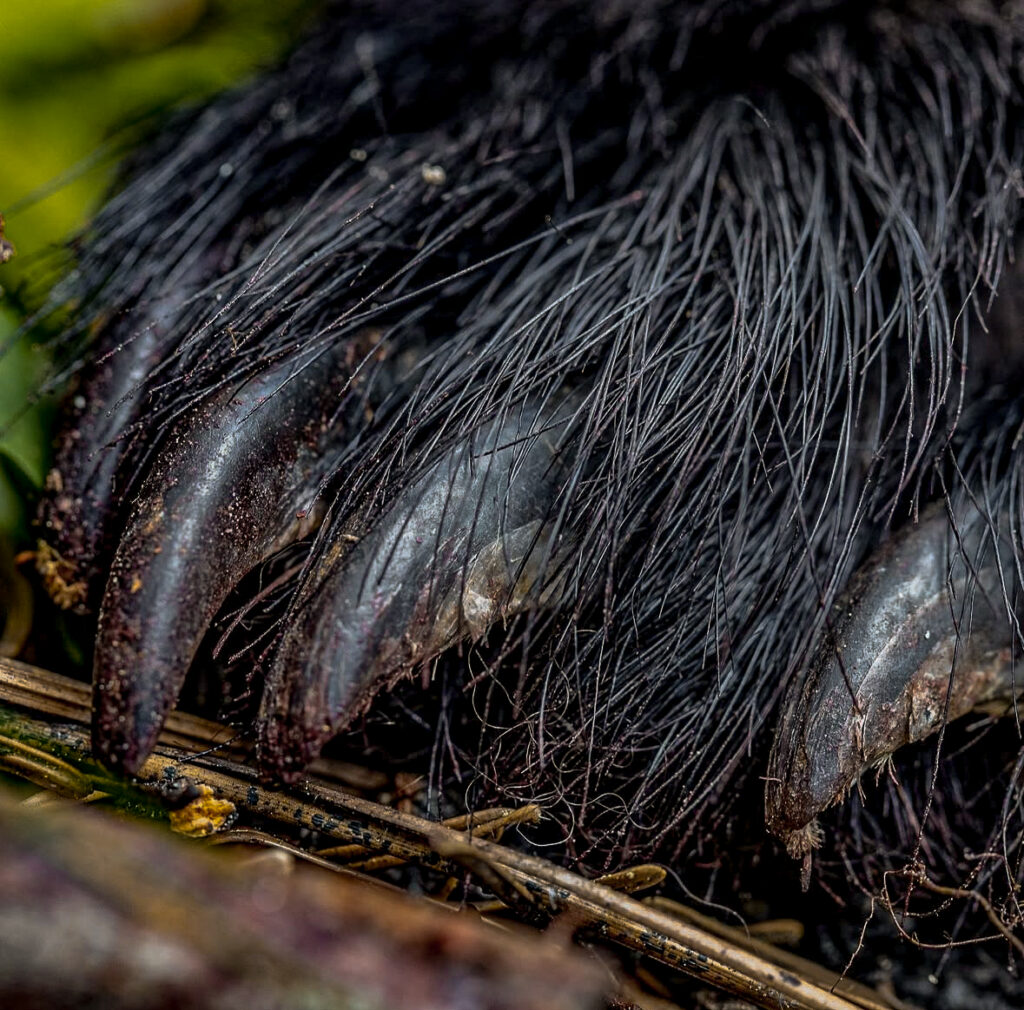 Bear Hunting Breakdown: Answers To Common Questions